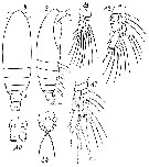 Espce Calocalanus aculeatus - Planche 1 de figures morphologiques