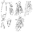 Espce Calocalanus regini - Planche 1 de figures morphologiques