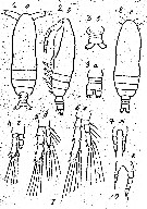 Espce Calocalanus omaniensis - Planche 1 de figures morphologiques
