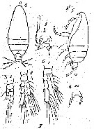 Espce Calocalanus pyriformis - Planche 1 de figures morphologiques