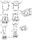 Espce Acartia (Acartiura) clausi - Planche 25 de figures morphologiques
