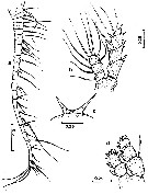 Espce Centraugaptilus rattrayi - Planche 5 de figures morphologiques