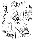 Espce Fosshagenia ferrarii - Planche 2 de figures morphologiques