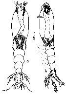 Species Monstrilla gibbosa - Plate 1 of morphological figures