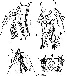 Espce Monstrilla gibbosa - Planche 3 de figures morphologiques