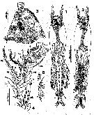 Espce Cymbasoma guerrerense - Planche 1 de figures morphologiques
