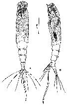 Species Monstrilla spinosa - Plate 1 of morphological figures