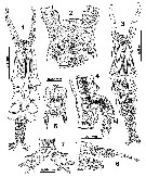 Espce Monstrilla marioi - Planche 1 de figures morphologiques