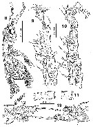 Espce Monstrilla marioi - Planche 2 de figures morphologiques