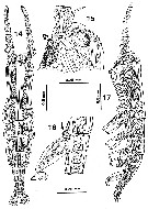 Espce Monstrilla globosa - Planche 1 de figures morphologiques