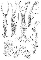 Espce Monstrilla grandis - Planche 5 de figures morphologiques
