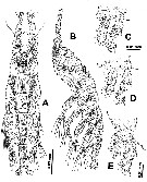 Espce Monstrilla pygmaea - Planche 1 de figures morphologiques