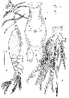 Espce Monstrilla grandis - Planche 2 de figures morphologiques