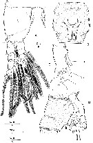 Espce Monstrilla grandis - Planche 3 de figures morphologiques