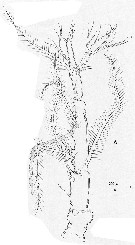 Espce Monstrilla longicornis - Planche 2 de figures morphologiques