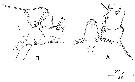 Espce Monstrilla nasuta - Planche 1 de figures morphologiques