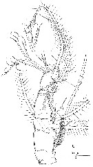 Species Cymbasoma longispinosum - Plate 1 of morphological figures