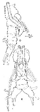 Espce Monstrilla longicornis - Planche 3 de figures morphologiques