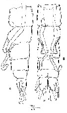 Espce Monstrilla helgolandica - Planche 3 de figures morphologiques
