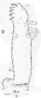 Espce Monstrilla helgolandica - Planche 2 de figures morphologiques