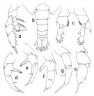 Species Paraheterorhabdus (Antirhabdus) compactus - Plate 3 of morphological figures
