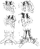 Species Cymbasoma mcalicei - Plate 3 of morphological figures