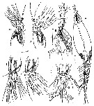 Espce Cymbasoma bowmani - Planche 1 de figures morphologiques