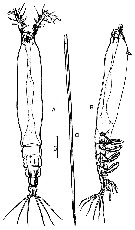 Species Cymbasoma chelemense - Plate 1 of morphological figures