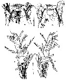 Species Cymbasoma chelemense - Plate 2 of morphological figures
