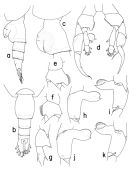 Espce Heterorhabdus papilliger - Planche 1 de figures morphologiques