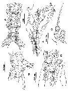 Species Cymbasoma quintanarooense - Plate 6 of morphological figures