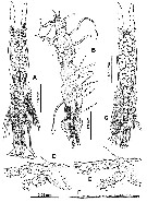 Espce Monstrilla humesi - Planche 1 de figures morphologiques