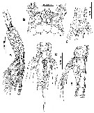 Espce Monstrilla humesi - Planche 2 de figures morphologiques