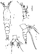 Espce Monstrilla barbata - Planche 1 de figures morphologiques