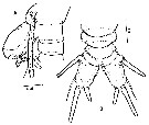 Espce Monstrilla mariaeugeniae - Planche 5 de figures morphologiques