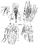 Espce Monstrilla elongata - Planche 2 de figures morphologiques