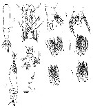 Espce Monstrilla mariaeugeniae - Planche 1 de figures morphologiques