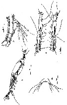 Espce Monstrilla rebis - Planche 1 de figures morphologiques