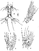 Espce Monstrilla rebis - Planche 2 de figures morphologiques