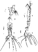 Species Monstrilla ciqroi - Plate 1 of morphological figures