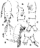 Espce Exumella tsonot - Planche 1 de figures morphologiques