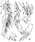 Espce Exumella tsonot - Planche 2 de figures morphologiques