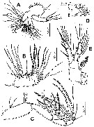 Espce Exumella tsonot - Planche 3 de figures morphologiques