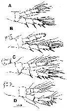 Species Exumella tsonot - Plate 4 of morphological figures