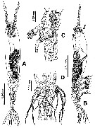 Espce Monstrilla careli - Planche 1 de figures morphologiques