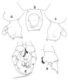 Espce Heterorhabdus clausi - Planche 2 de figures morphologiques