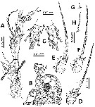 Espce Monstrilla careli - Planche 2 de figures morphologiques
