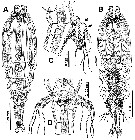 Espce Monstrilla brasiliensis - Planche 1 de figures morphologiques