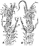 Species Monstrilla brasiliensis - Plate 2 of morphological figures