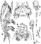 Species Monstrilla brasiliensis - Plate 3 of morphological figures